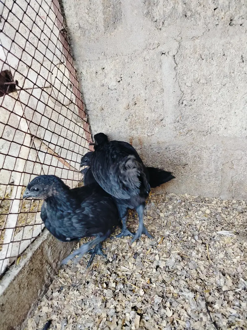 ayam Cemani gray tongue 1+2 — photo 2