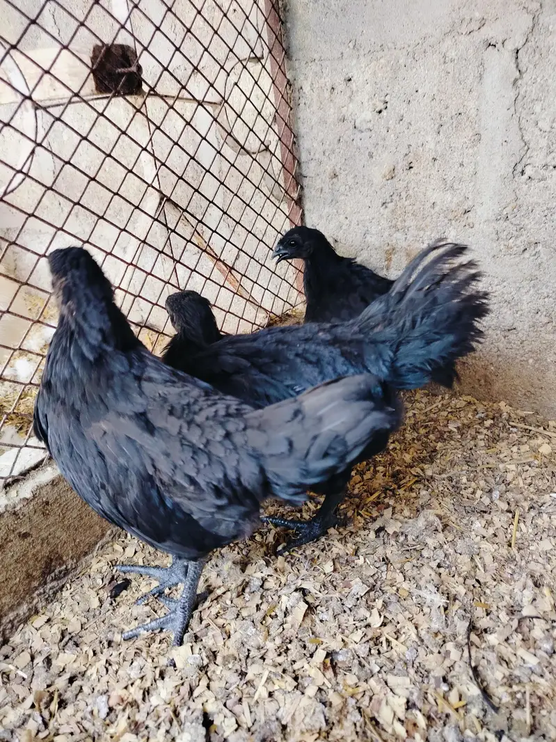 ayam Cemani gray tongue 1+2 — photo 3