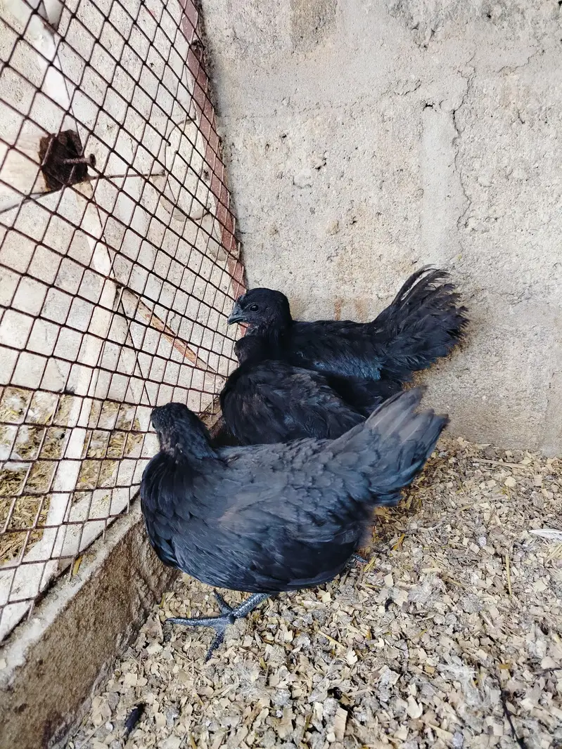 ayam Cemani gray tongue 1+2 — photo 4