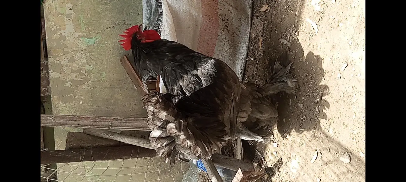 breeder  heavy buff — photo 3
