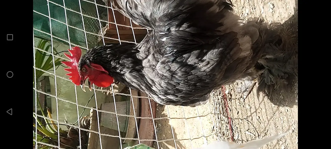 breeder  heavy buff — photo 5