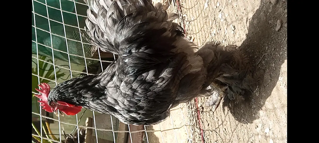 breeder  heavy buff — photo 6