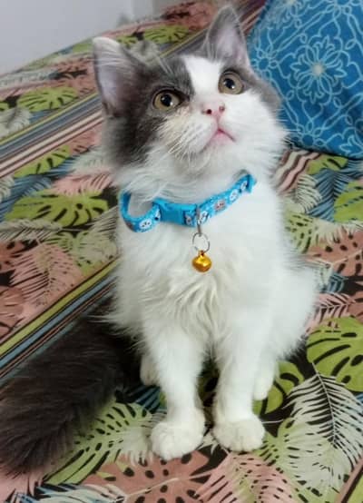 loving persain kittens