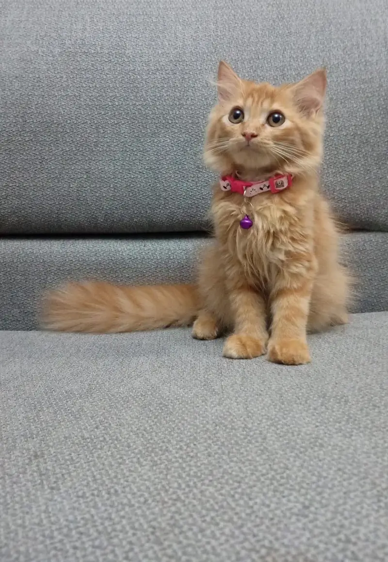 loving persain kittens — photo 2