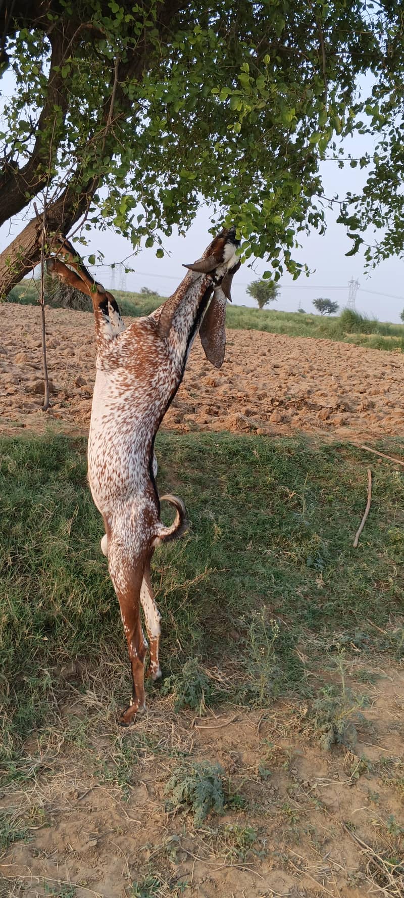 مکھی چینا بکرا فار سیل 0