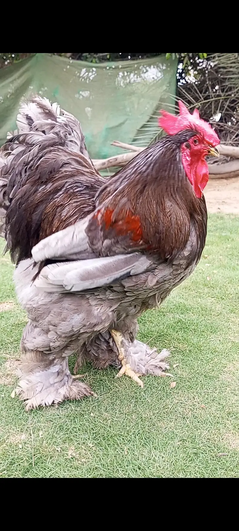 breeder  heavy buff — photo 7