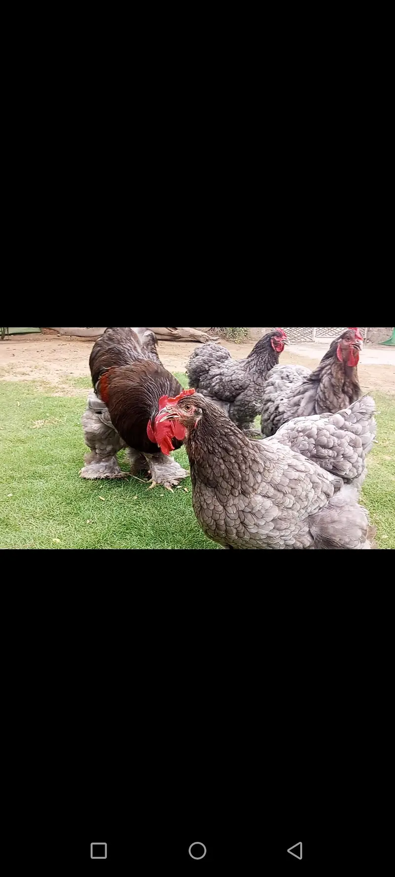 breeder  heavy buff — photo 8