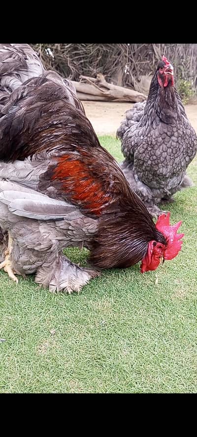 breeder  heavy buff