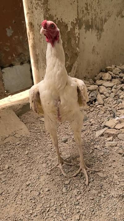 pepper white kandhari patha for sale