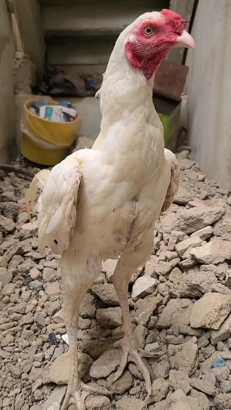pepper white kandhari patha for sale — photo 2
