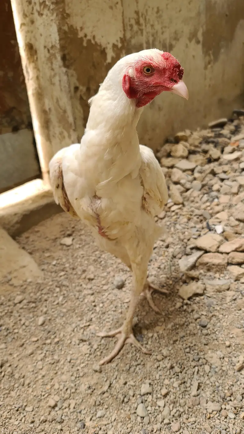 pepper white kandhari patha for sale — photo 3