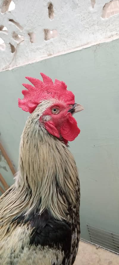 Desi murgha satmora breader big roaster high quality cock