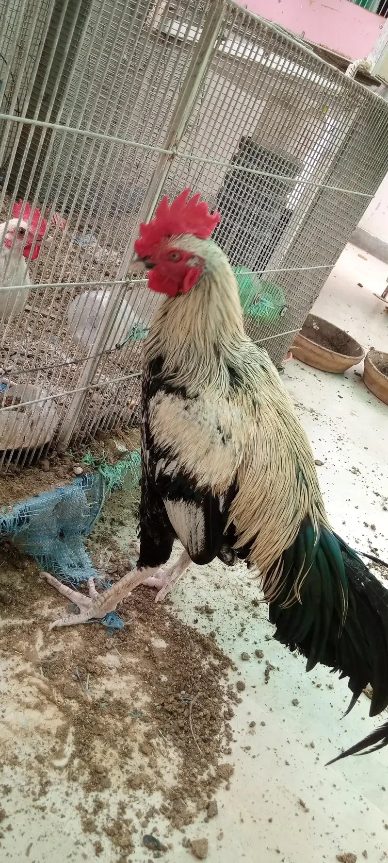 Desi murgha satmora breader big roaster high quality cock — photo 2