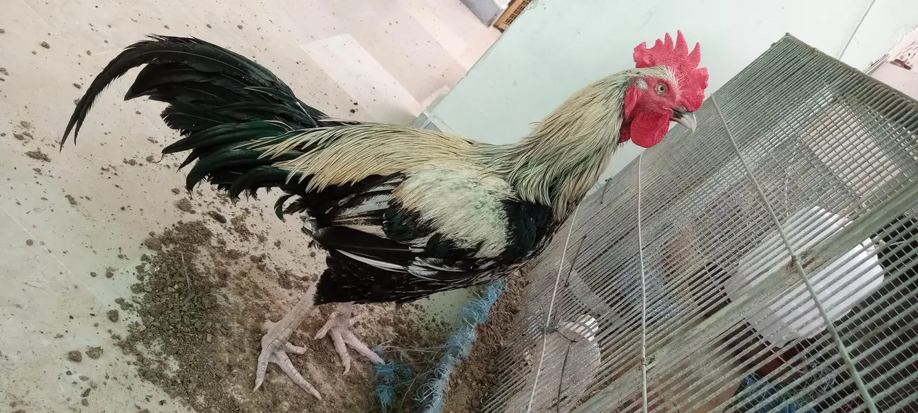 Desi murgha satmora breader big roaster high quality cock — photo 3