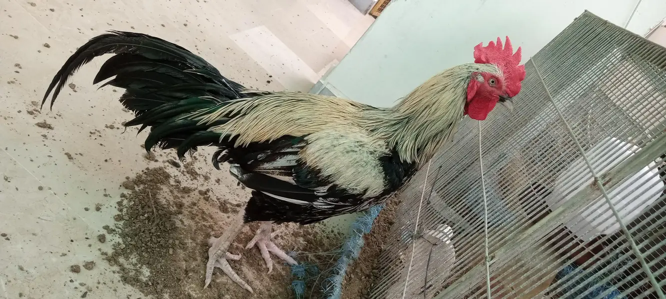 Desi murgha satmora breader big roaster high quality cock — photo 4