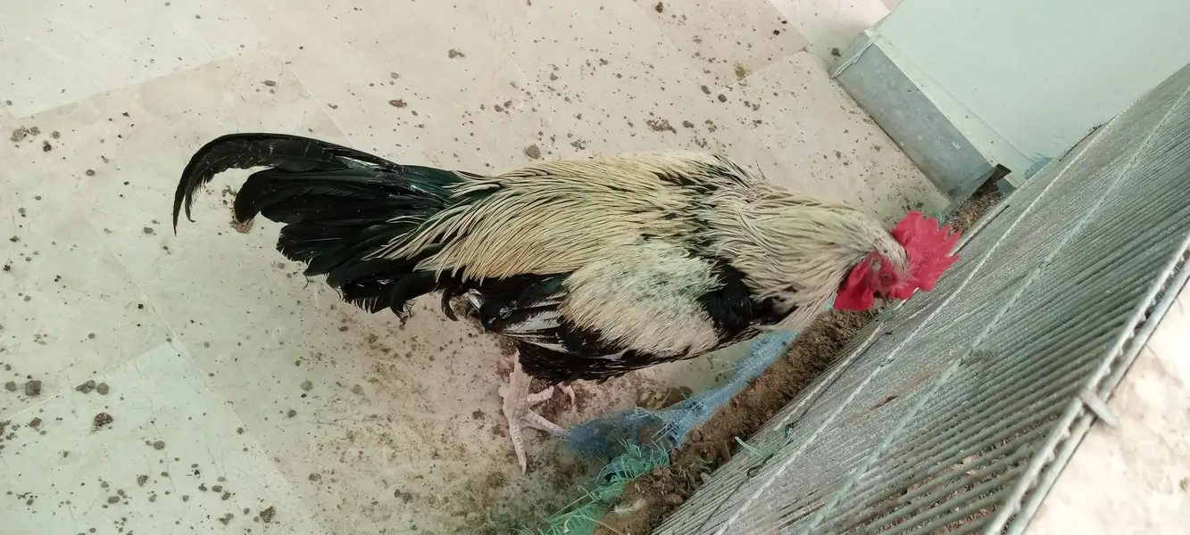 Desi murgha satmora breader big roaster high quality cock — photo 5