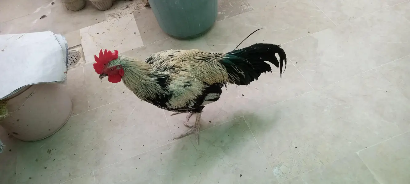 Desi murgha satmora breader big roaster high quality cock — photo 7