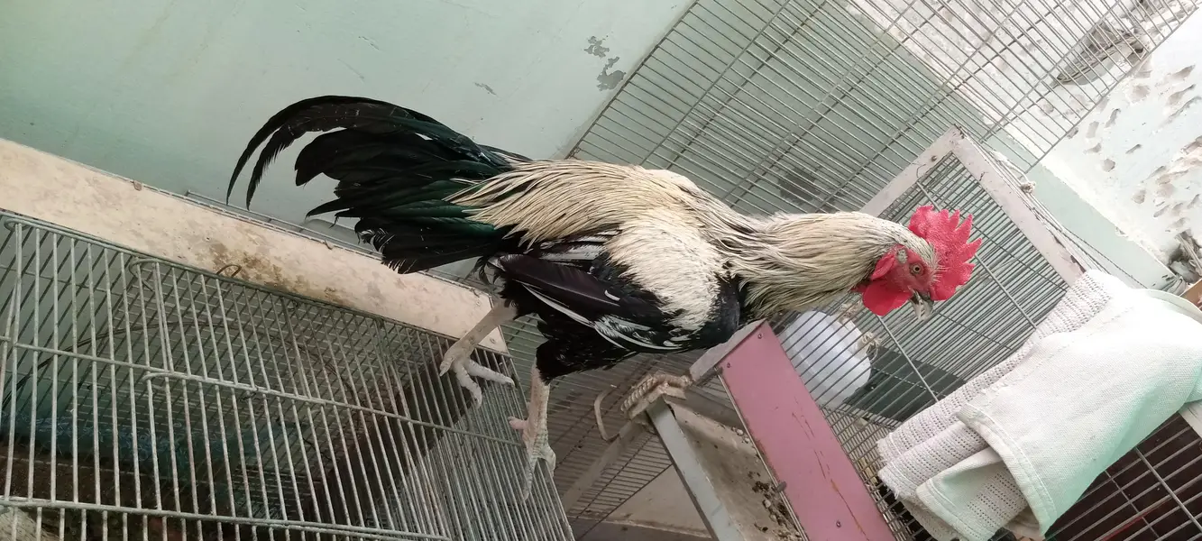Desi murgha satmora breader big roaster high quality cock — photo 8