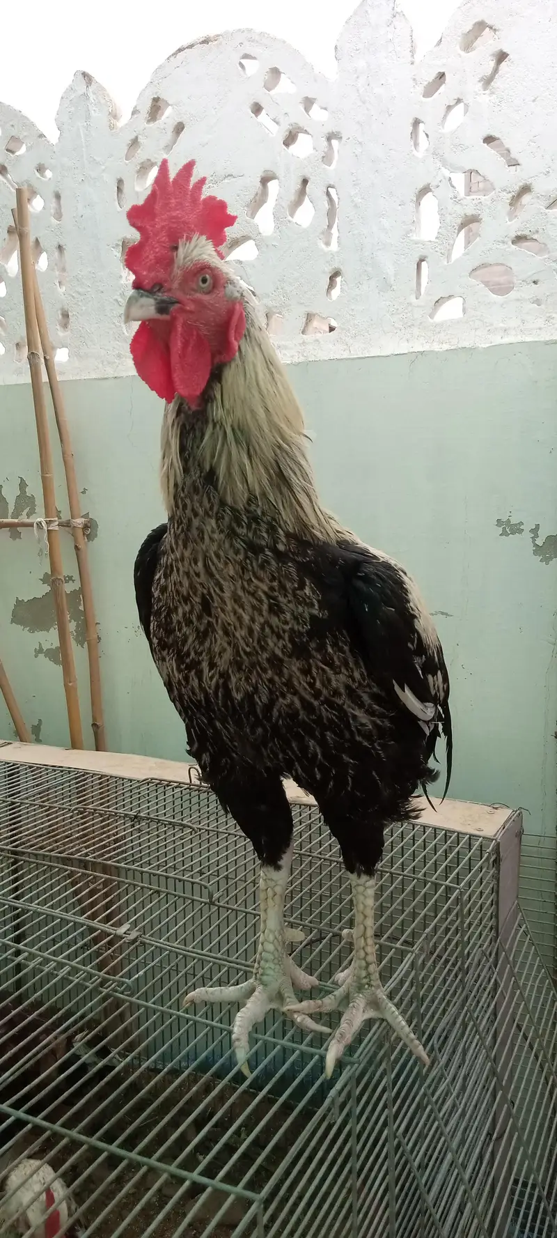 Desi murgha satmora breader big roaster high quality cock — photo 9