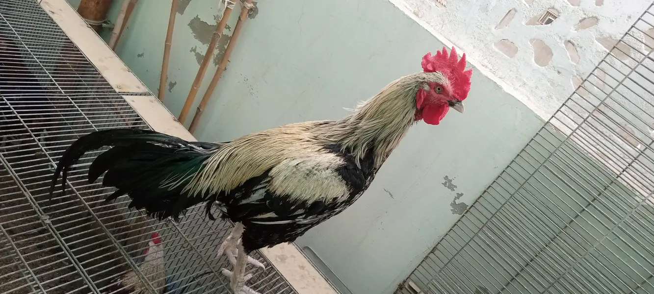 Desi murgha satmora breader big roaster high quality cock — photo 11