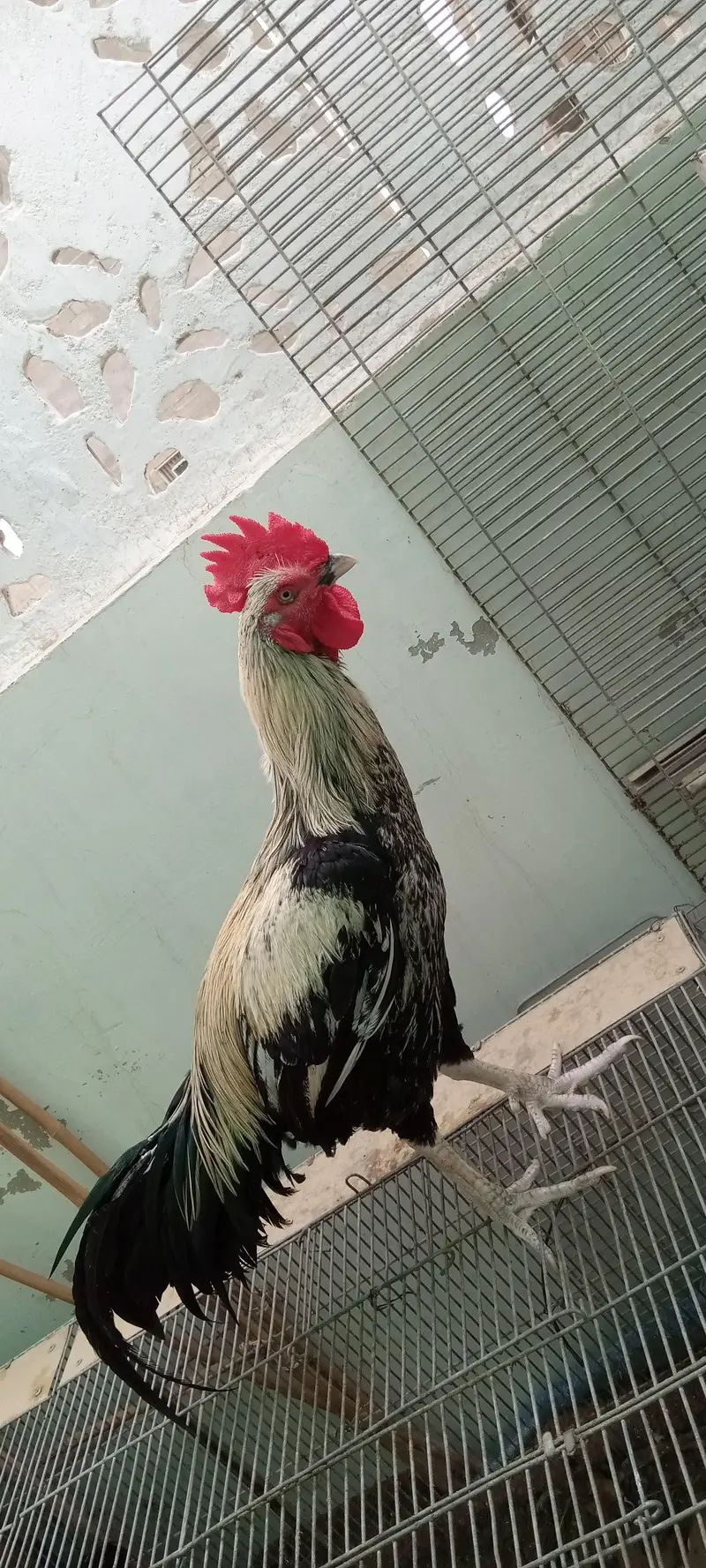 Desi murgha satmora breader big roaster high quality cock — photo 12