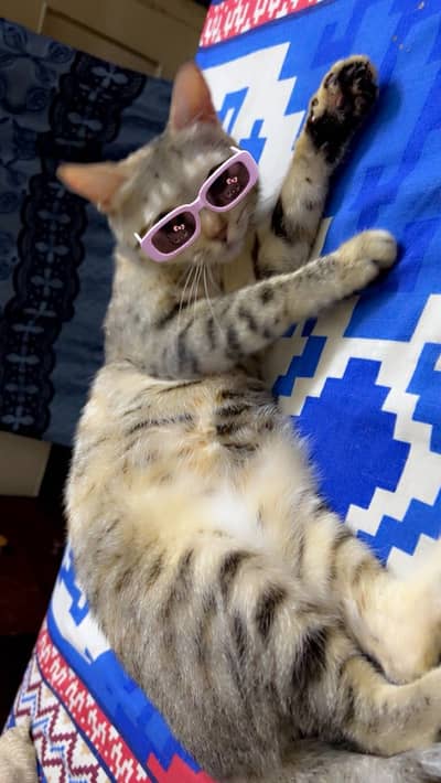 Female cats for sell They are not stray