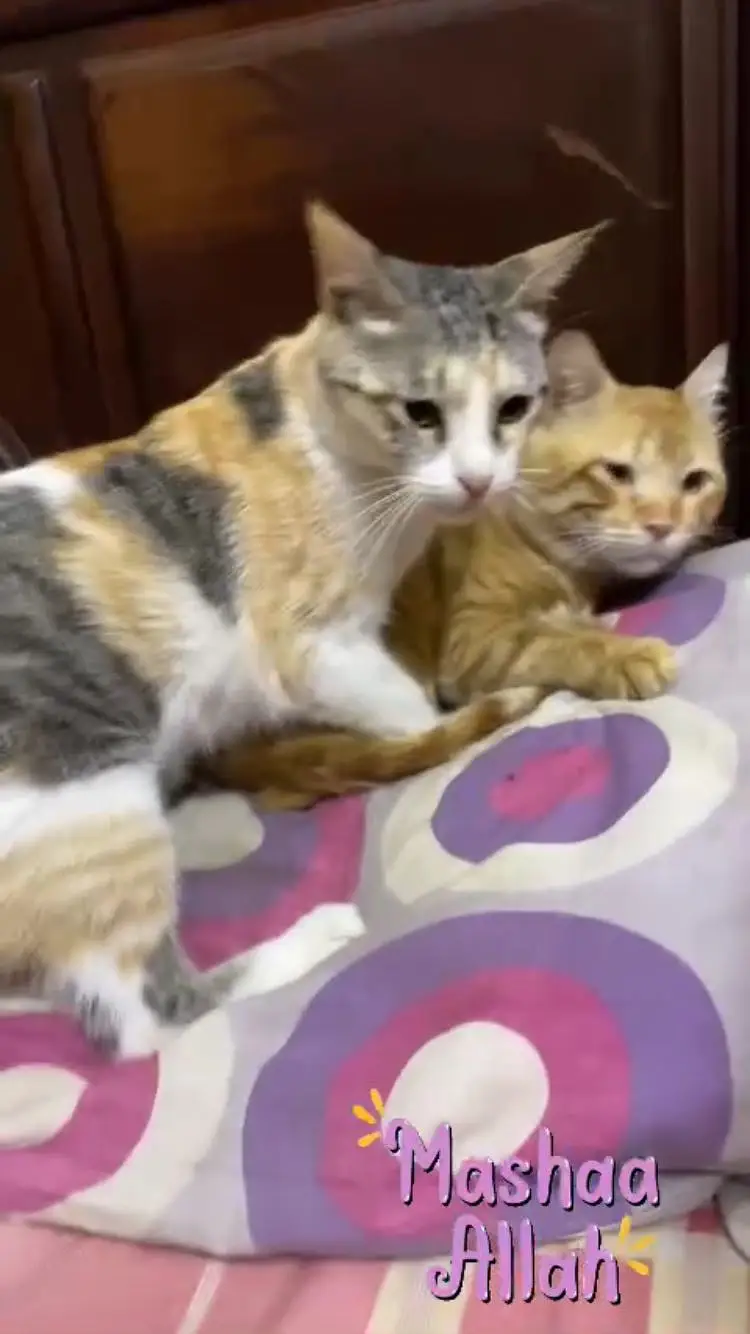 Female cats for sell They are not stray — photo 2