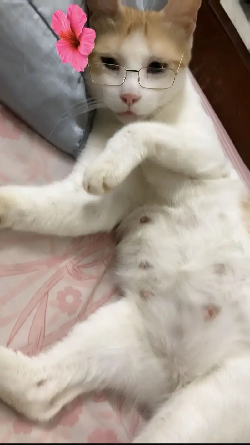 Female cats for sell They are not stray — photo 3