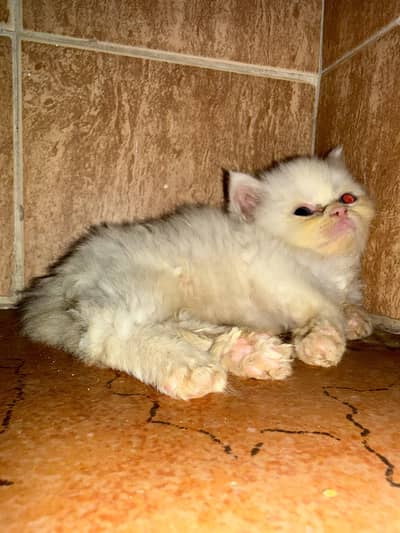 triple coat cat kitten