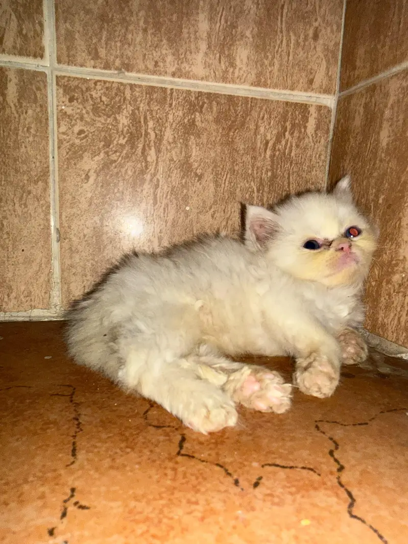 triple coat cat kitten — photo 2