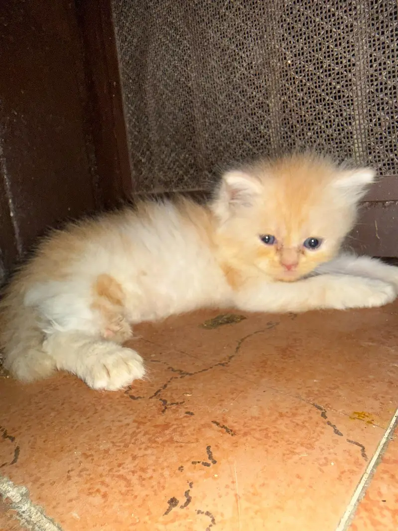 triple coat cat kitten — photo 3