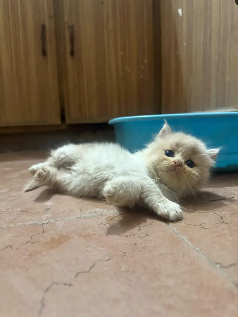 triple coat cat kitten — photo 4