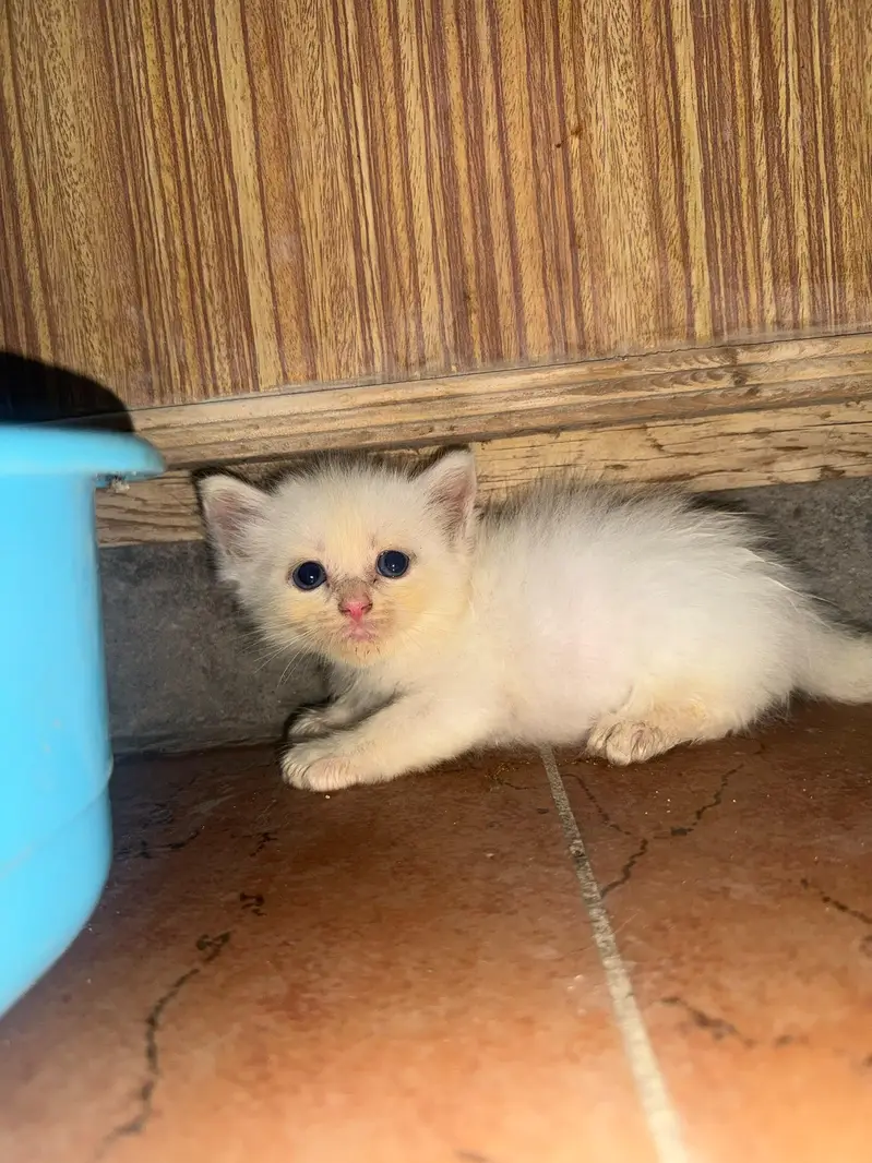 triple coat cat kitten — photo 5