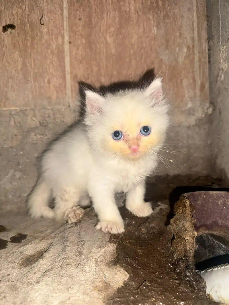 triple coat cat kitten — photo 6