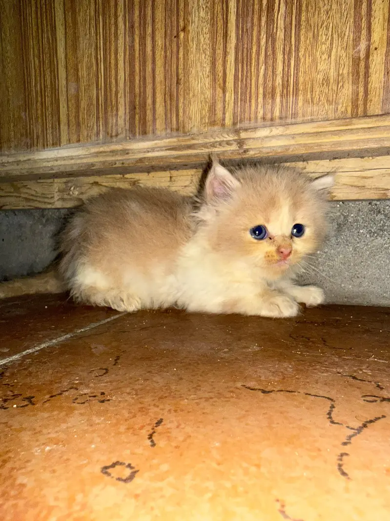 triple coat cat kitten — photo 7