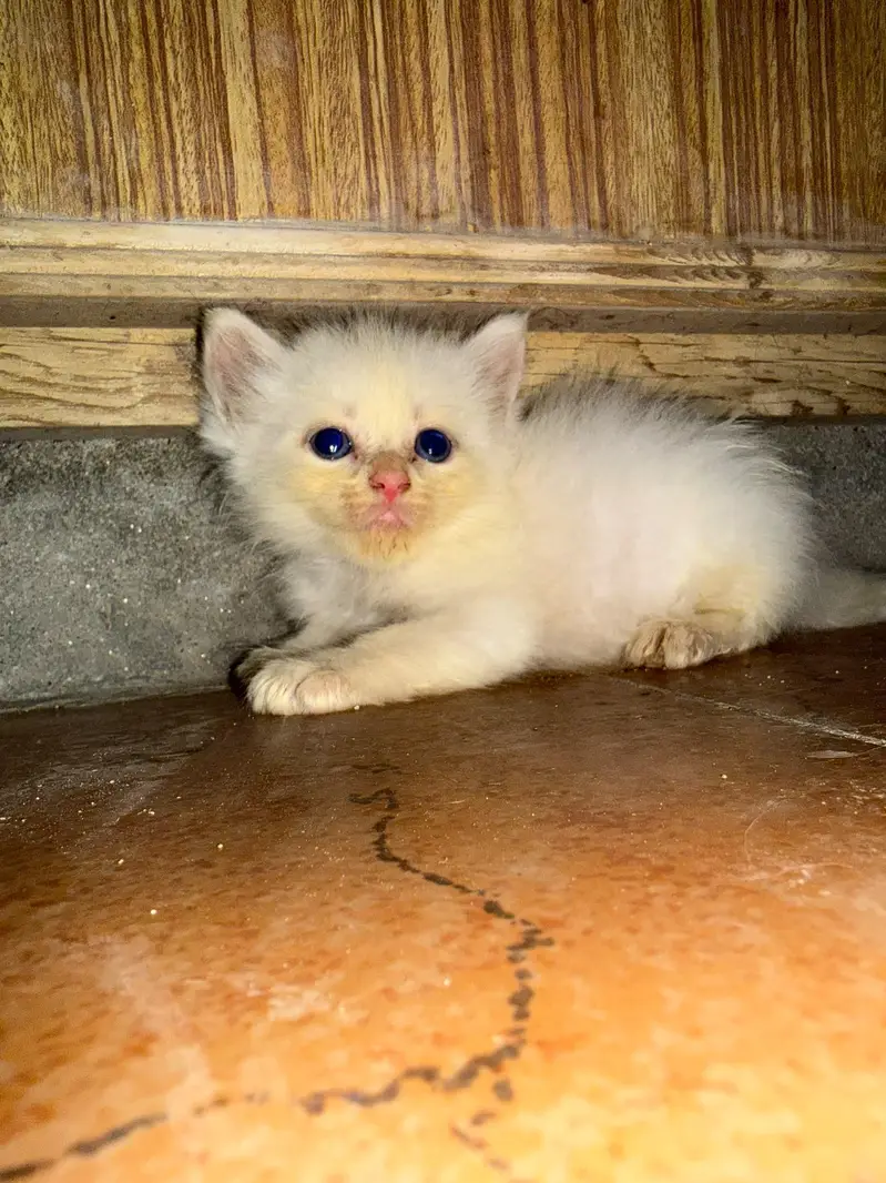triple coat cat kitten — photo 8