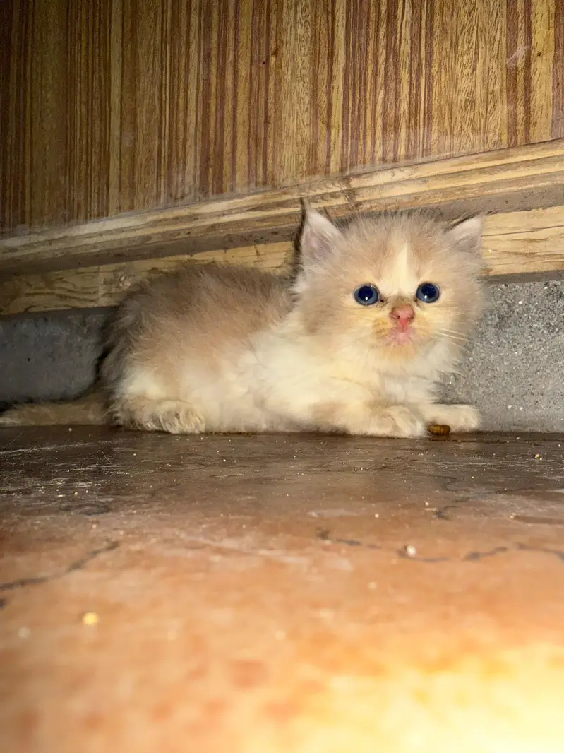 triple coat cat kitten — photo 9