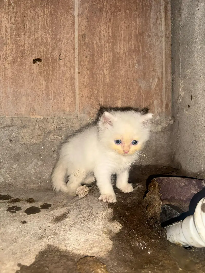 triple coat cat kitten — photo 10