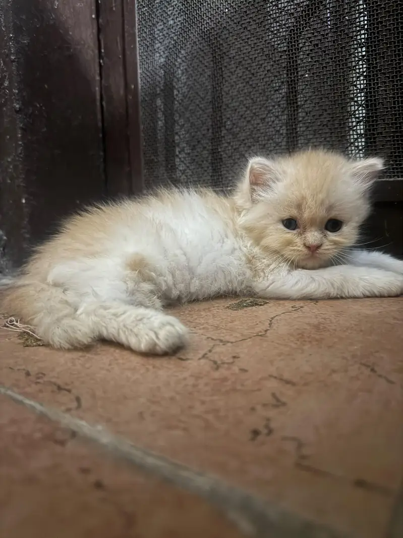 triple coat cat kitten — photo 11