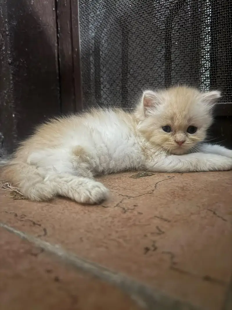 triple coat cat kitten — photo 12