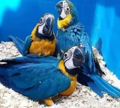 blue golden macaw parrot for sale (0316_032-7040)