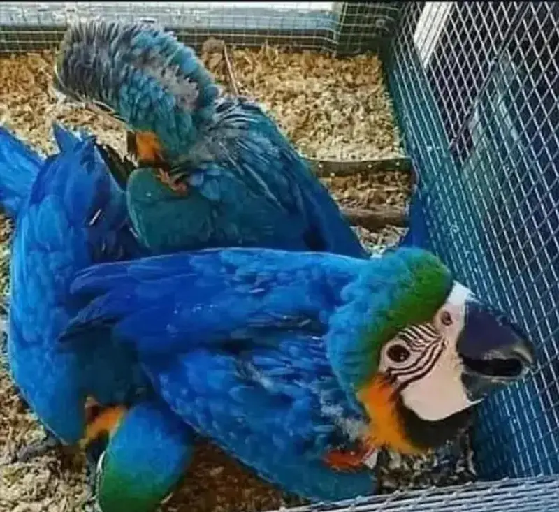 blue golden macaw parrot for sale (0316_032-7040) — photo 2