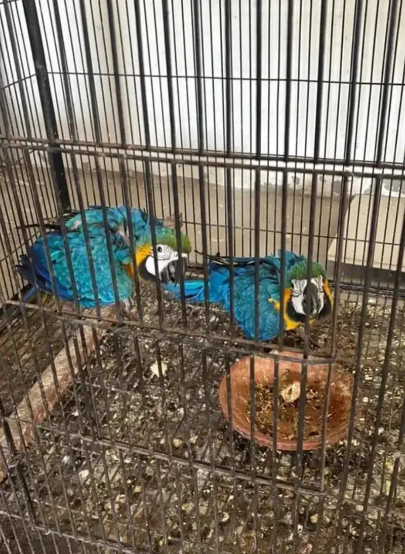 blue golden macaw parrot for sale (0316_032-7040) — photo 3