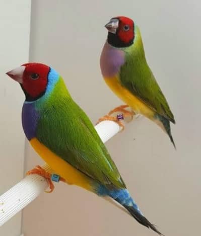 Exotic Finches.