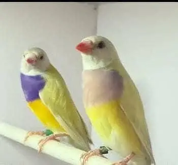 Exotic Finches. — photo 2
