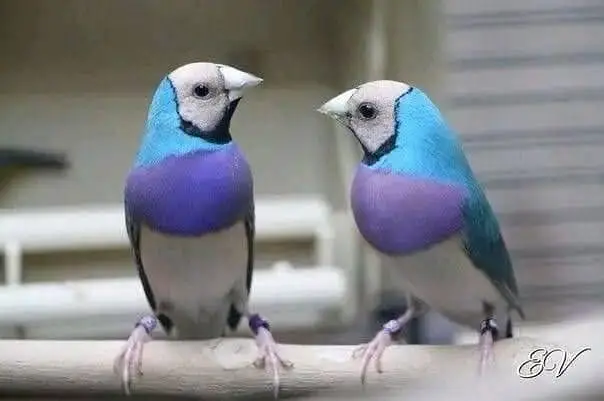 Exotic Finches. — photo 3