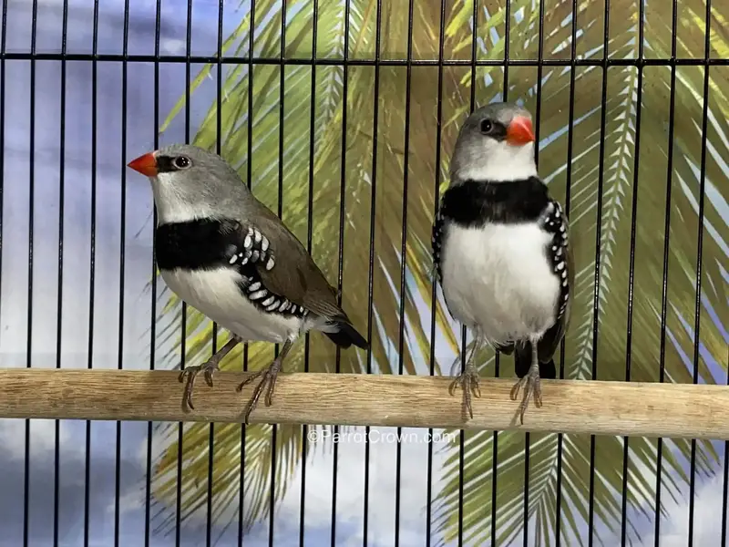 Exotic Finches. — photo 4