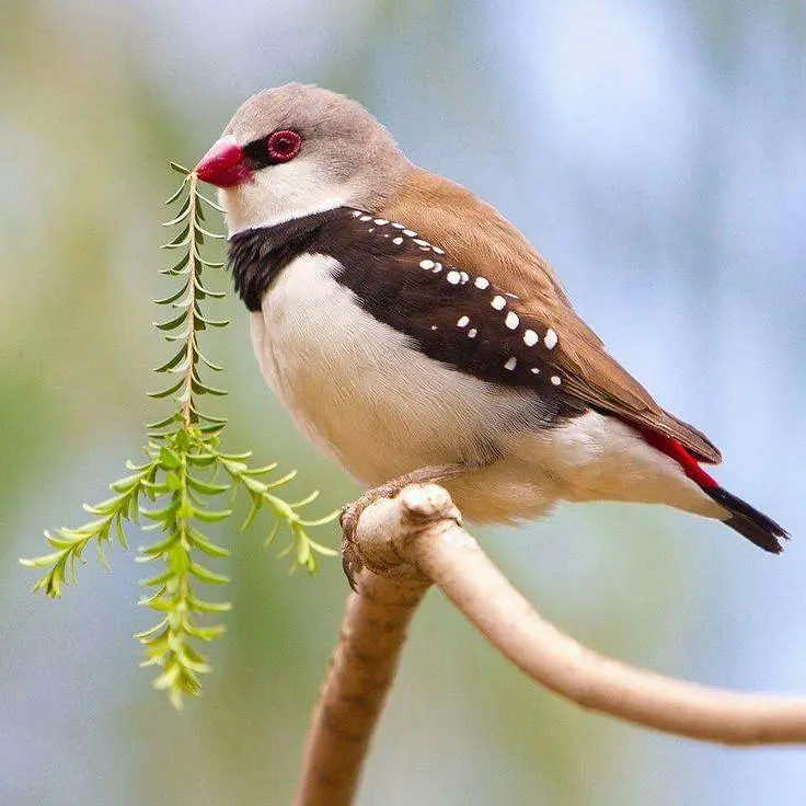 Exotic Finches. — photo 5