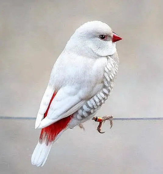 Exotic Finches. — photo 6