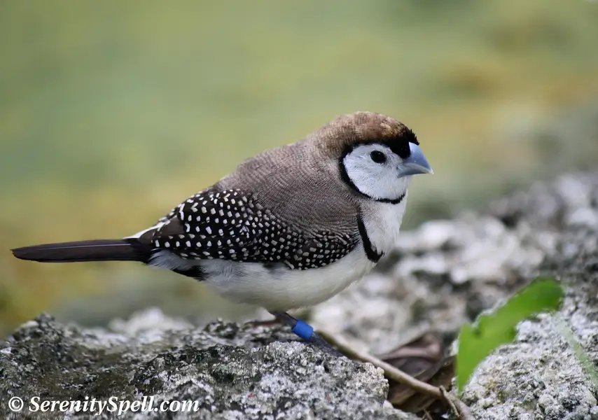 Exotic Finches. — photo 7
